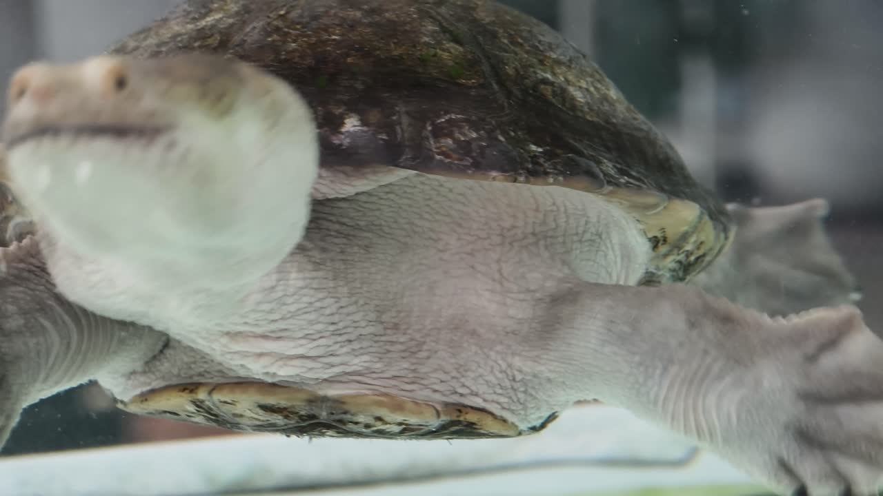 tortuga en un acuario