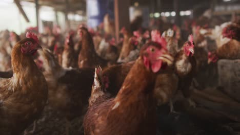 Close-up-of-a-flock-of-chickens-on-farm