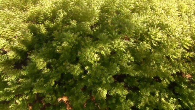 Vista dall'alto di una fitta chioma di foresta sempreverde che riempie l'inquadratura con aghi verdi freschi, rami dalla texture evidente e ombre naturali soffuse in una calda luce diurna