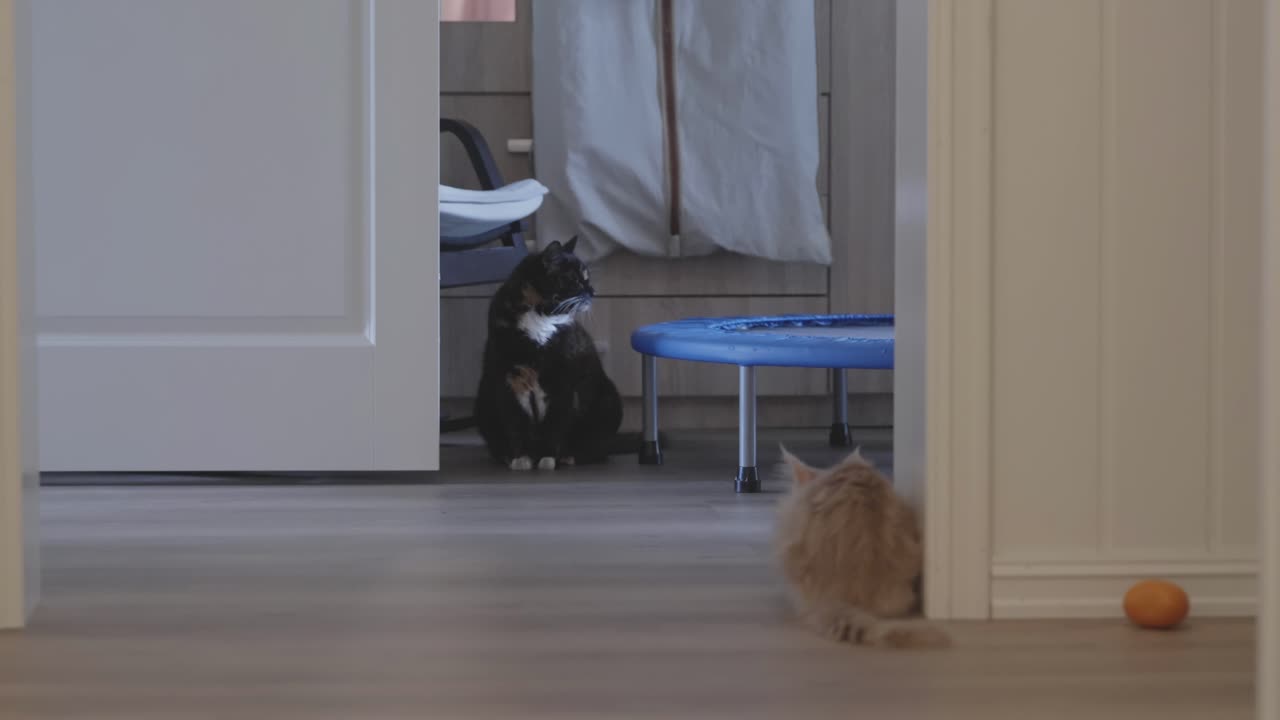 Young cream Maine coon kitten watches older mixed breed cat standing wary in dim hallway indoors