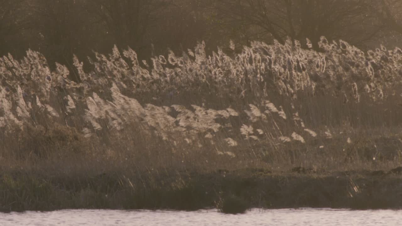 los patos vuelan sobre un estanque