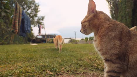 cat walks away from aloof cat friend in backyard