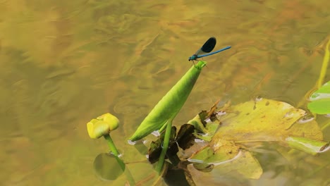 Die-Schöne-Prachtlibelle-(Calopteryx-Virgo)-Ist-Eine-Europäische-Libelle,-Die-Zur-Familie-Der-Calopterygidae-Gehört.-Man-Findet-Ihn-Häufig-An-Schnell-Fließenden-Gewässern,-Wo-Er-Am-Heimischsten-Ist.