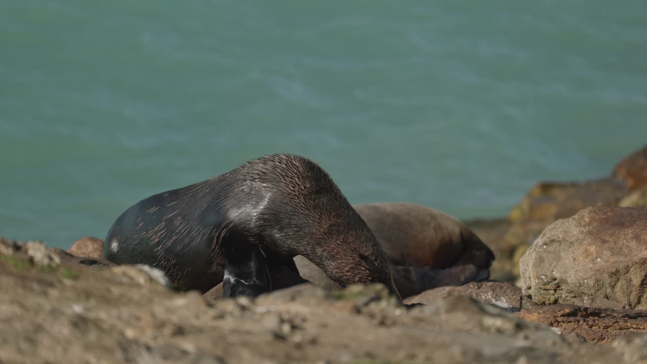 húmeda, curiosa foca de piel caminando fuera del marco estático en la orilla rocosa del mar
