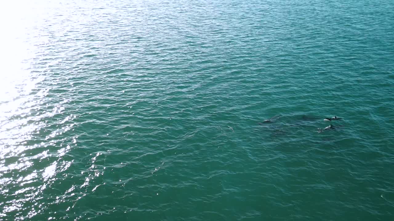 Pod of dolphins swimming in the reflection of sunset