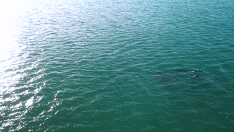 manada de delfines nadando en el reflejo del atardecer