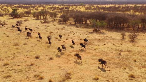 Ausgezeichnete-Drohnenantenne-Von-Schwarzen-Gnus,-Die-Auf-Den-Ebenen-Afrikas-Namib-Wüste-Namibia-Laufen-9