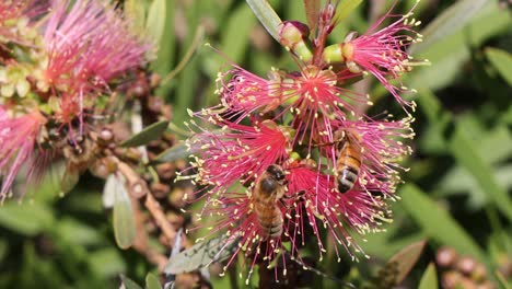 multiple bees busy pollinating vibrant pink flowers