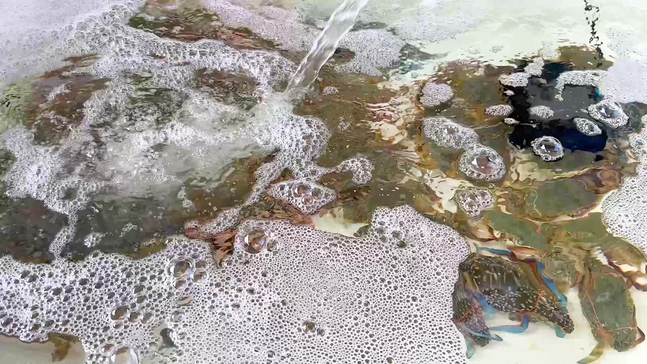 Crabs interacting in foamy beach water