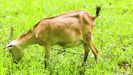 cabras bengalíes negras pastando en las praderas rurales de bangladesh