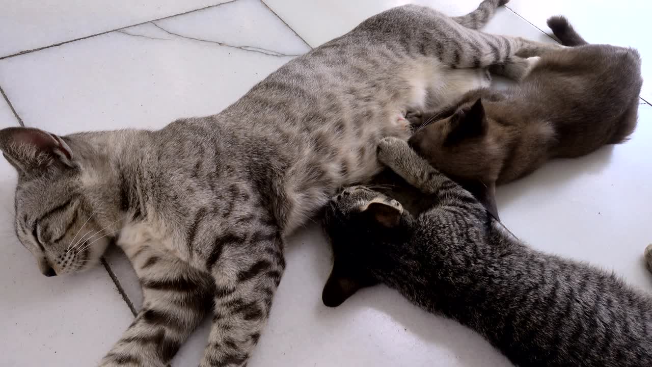 엄마 고양이는 새끼 고양이에게 먹이를 주고 엄마는 새끼고양이를 돌보며 먹이를 먹기 위해 잠을 자고 있습니다.