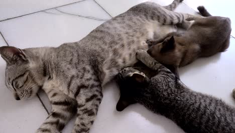 mother cat feeding kitten and mom take care kitten baby by lay down sleep for feeding
