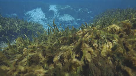algas de manantial natural bajo el agua y vegetación en el fondo en manantiales de florida