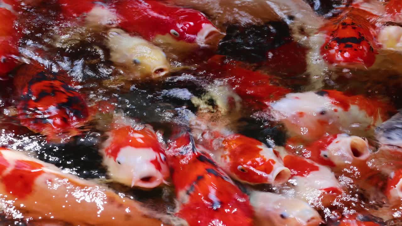 Vibrant koi fish crowd and swim energetically in sunlit pond, creating dynamic water reflections