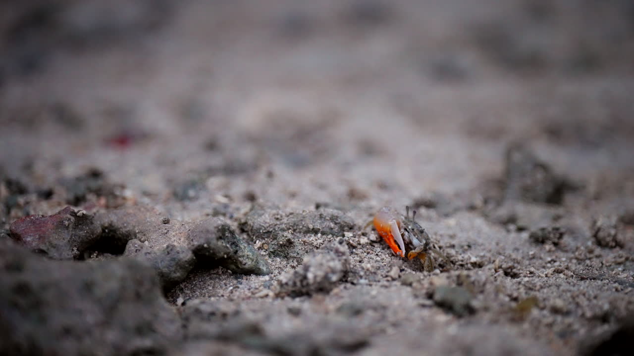 el cangrejo violinista con grandes garras rojas se arrastra por la arena arenosa, la profundidad del campo es poco profunda