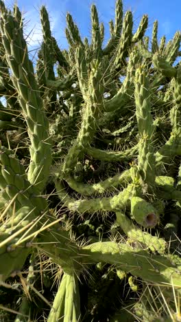 large cluster of prickly pear cactus