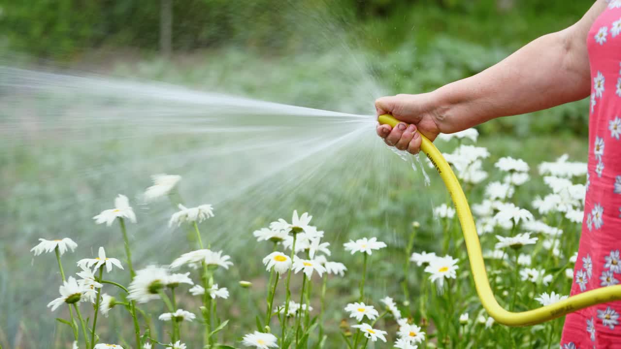 Watering flowers in summer. Woman holds a garden hose pipe and makes irrigation with water by her hands. Beautiful chamomiles are refreshed by water stream.