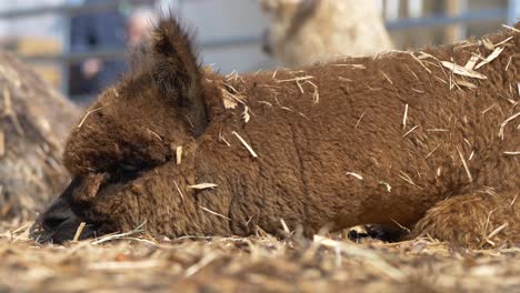 Cansado-Animal-De-Alpaca-Marrón-Descansando-Al-Aire-Libre-En-Heno-Y-Paja.