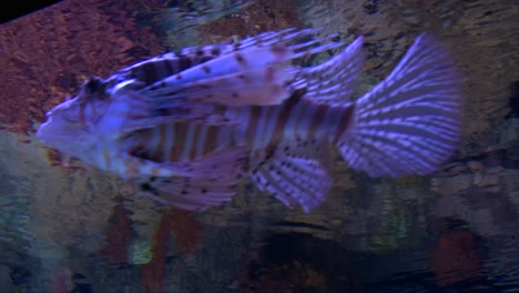 Bottom-view-lionfish--slowly-swimming-in-tank-water
