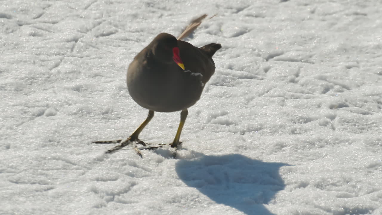 A bird with a red beak and brown plumage walks carefully on the snowy ground. The sun shines brightly, creating a beautiful winter scene full of natural beauty