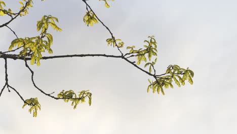 Single-oak-tree-branch-during-sunny-spring-evening-with-small-leaves