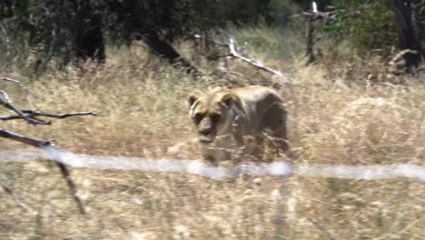 Leona-Caminando-En-La-Reserva-De-Leones-En-Un-Día-Caluroso-En-Ciudad-Del-Cabo,-Sudáfrica