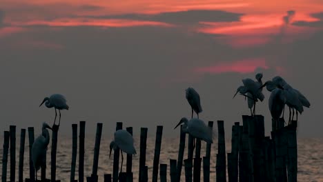 The-Great-Egret,-also-known-as-the-Common-Egret-or-the-Large-Egret