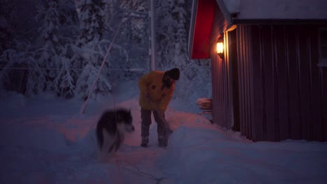 playful alaskan malamute playing with snow being thrown by a man with shovel outside the cabin at night