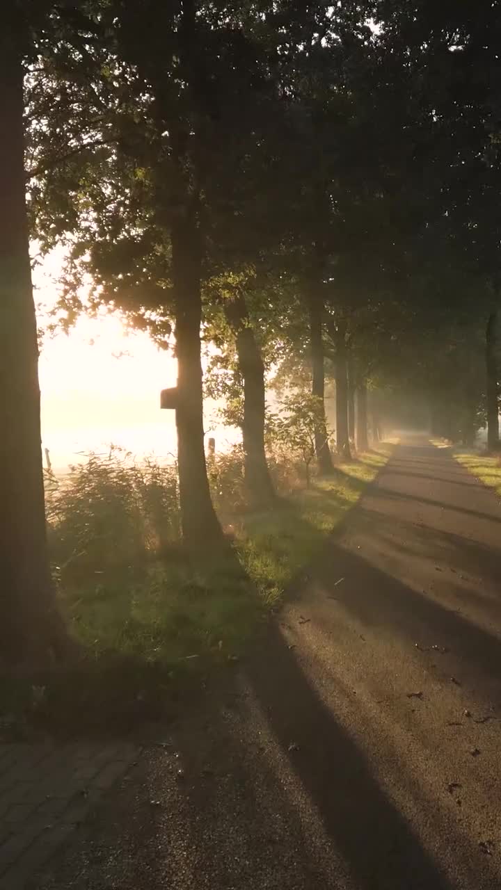amanecer a través de un camino de campo brumoso