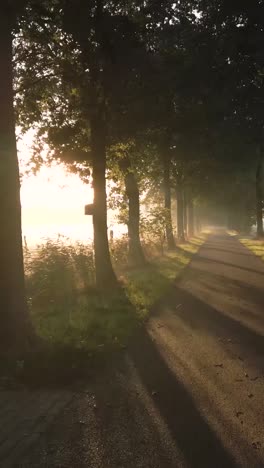 sunrise through a misty countryside lane