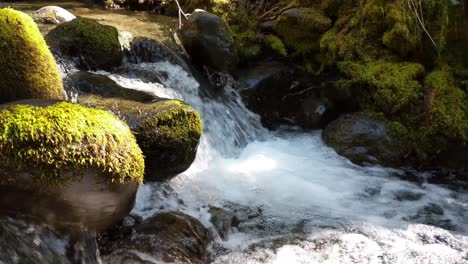 agua que fluye sobre rocas cubiertas de musgo en el bosque del bosque nacional olímpico