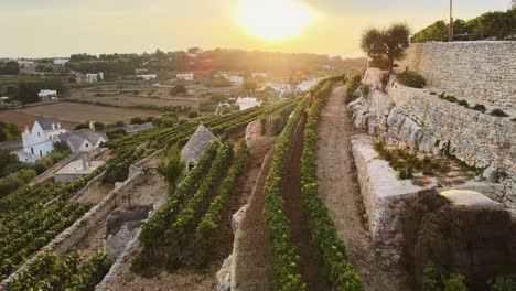 Aerial-view-of-Locorotondo-village-houses-and-terrace-vineyard,-traditional-italian-hilltop-town,-at-sunset