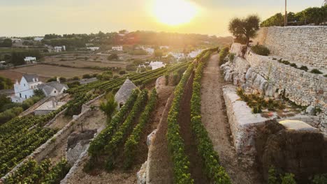 vista aérea de las casas de la aldea de locorotondo y la terraza del viñedo, ciudad tradicional italiana en la cima de una colina, al atardecer