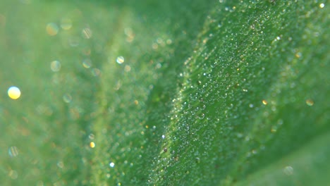 morning dew fell on leaf