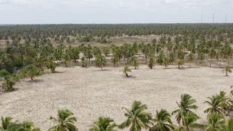 miles de palmeras en la isla de guajiru en brasil, sobrevuelo de drones