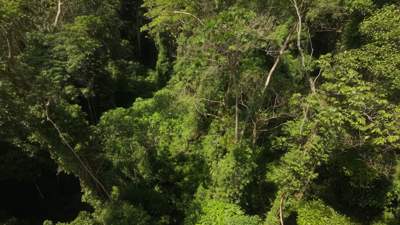 Aerial view of a dense tropical rainforest
