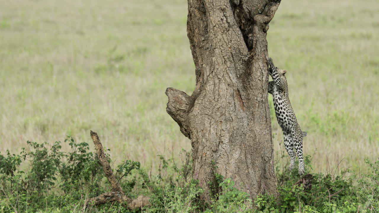 Serengeti Akasya Ağacına Tırmanan Leopar Yavrusu