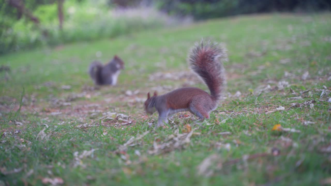Håndholdt sideoptagelse, der følger et østamerikansk gråt egern, der søger føde i Sheffield Botaniske Haver, England