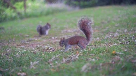 handheld sideways shot following an eastern gray squirrel foraging in sheffield botanical gardens, england