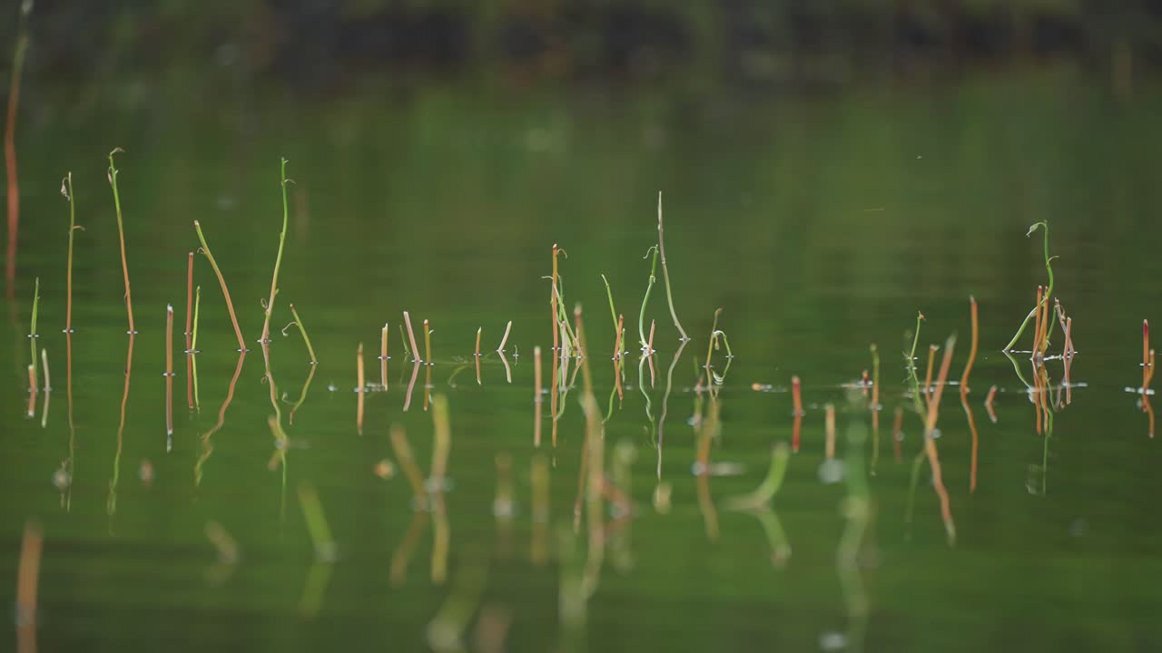 Stems of grass and weeds stick out of the shallow water