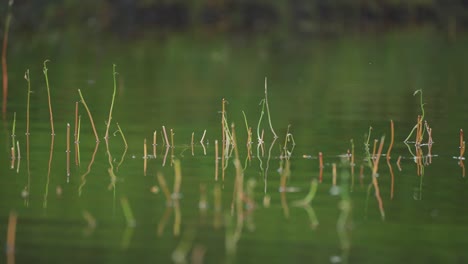 stems of grass and weeds stick out of the shallow water