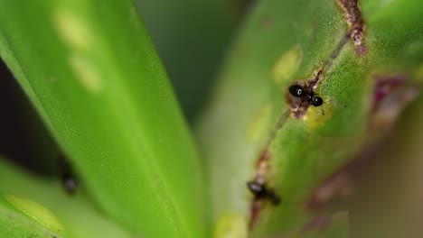 tiny ants of the brachymyrmex genus feed from liquid secreted by cochineals on a succulent plant