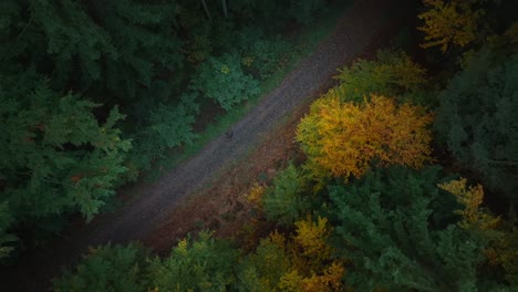 Drone-top-tilt-up-shot-of-people-walking-on-a-forest-path-in-the-morning