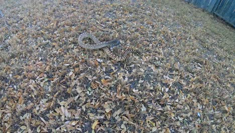 slow motion - big giant bull snake moving around in the front yard of a home in the country