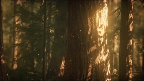 wild pine forest at sunrise