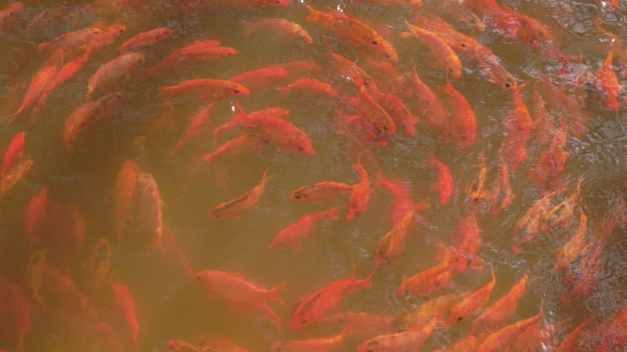 carpa koi naranja dorada tropical pululando y girando en espiral