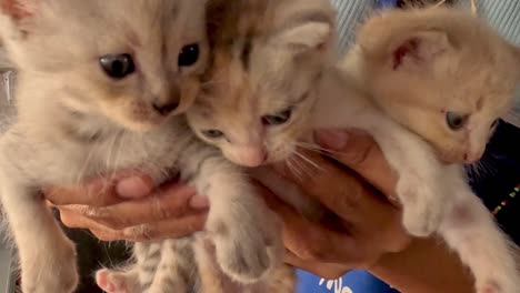 a trio of fluffy kittens being gently held by hands, showcasing their playful and curious nature.