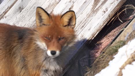 curious red fox looking into camera before sneaking into barn - static closeup of fox head in winter sunlight