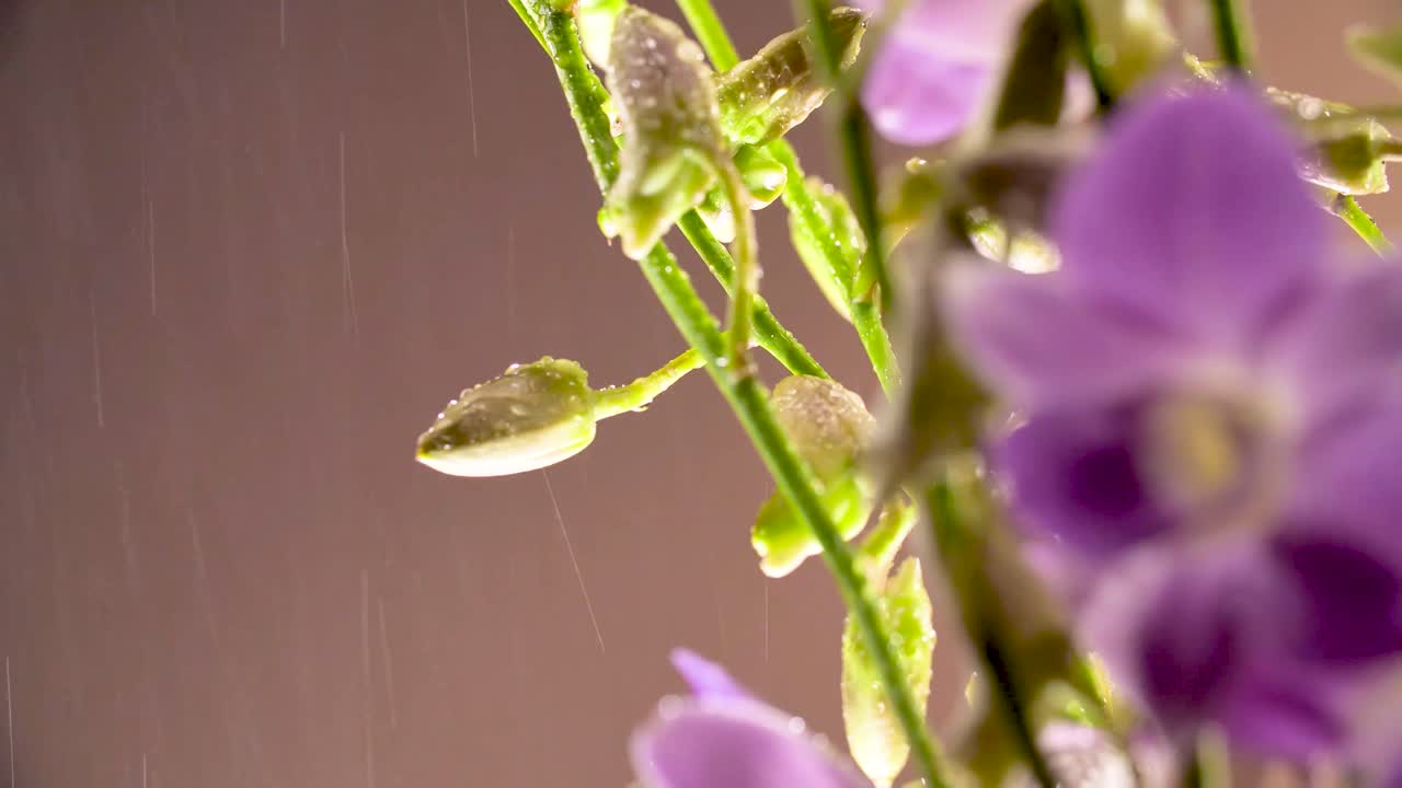 4k 아름다운 신선한 보라색 오키디, 클로즈업