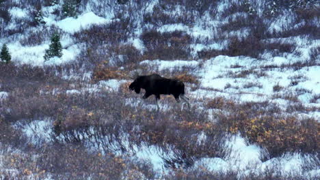 Rare-Colorado-Rocky-Mountains-high-country-Moose-Sighting-aerial-cinematic-drone-deep-in-powder-backcountry-bush-Denver-front-range-Colligate-Peaks-Vail-Breck-Aspen-Telluride-follow-left-movement